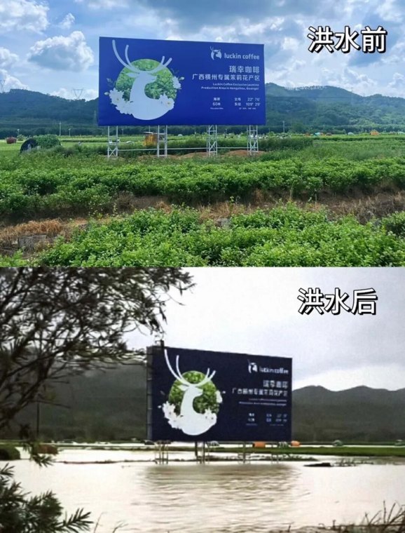 百亿茉莉花产业“泡在洪水里”，茶饮会集体涨价吗